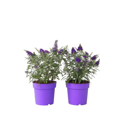 Arbusto De Las Mariposas - 2 Pzs - Buddleja Davidii - Altura 30-40cm - ⌀19cm_0