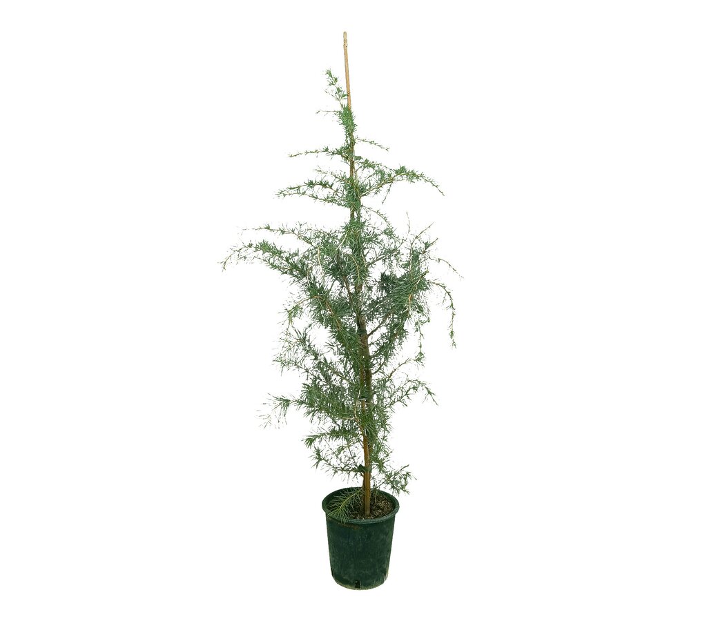 Cedrus Deodara M22 100-120cm_0