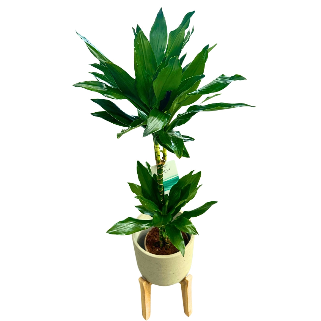 Dracena Janet Lind Planta Verde Perfecta Para Salones M17_0