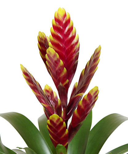 Bromelia De Interior M9 Maceta 9cm_1