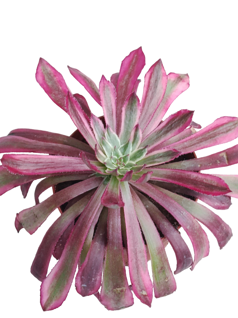 Aeonium Mardi Grass Ø8 Planta Suculenta_0