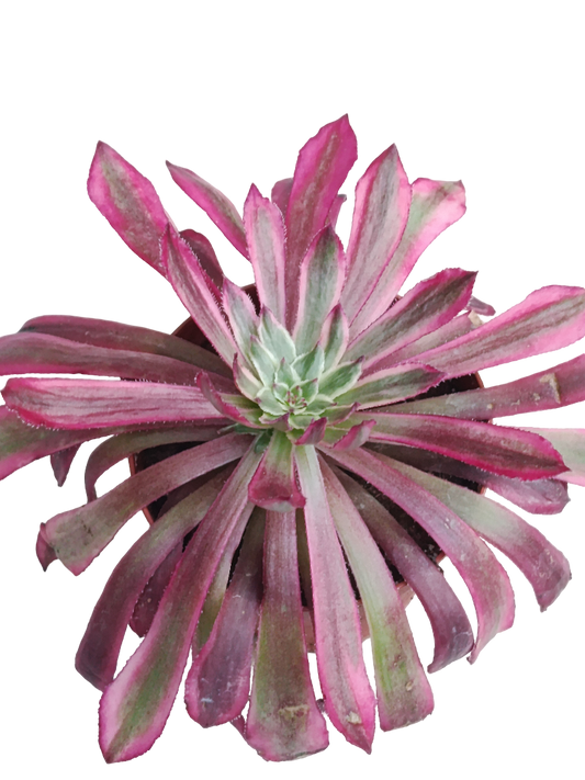 Aeonium Mardi Grass Ø8 Planta Suculenta_0