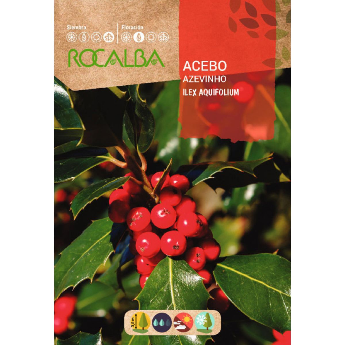 Sementes de azevinho Ilex aquifolium
