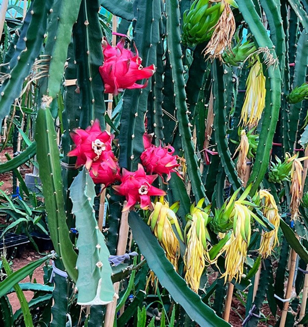 Pitahaya O Fruta Del Dragón - Caja De 2kg_4