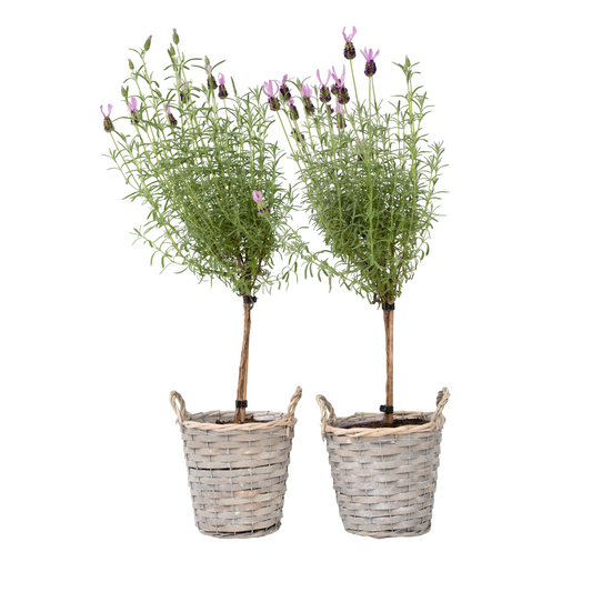 Árbol De Lavanda - 2 Pzs - Lavandula Stoechas 'anouk' - Altura 45-55cm - ⌀15cm_0