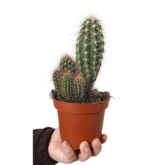 Pachycereus Pringlei M13_0