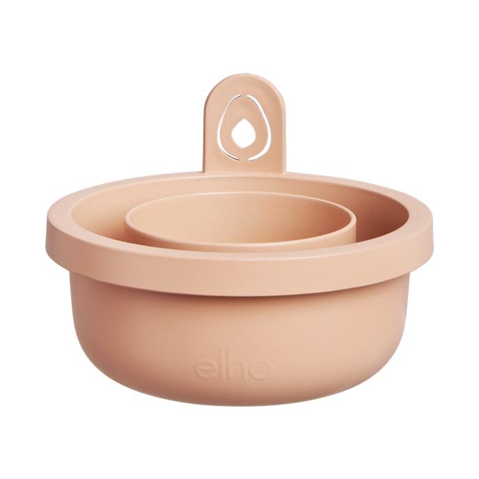 Incrível Abacate Elho Terra Abacate Germinante Pote