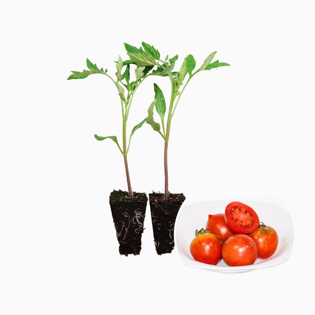 Plantón Tomate Penjar Grill 2 Unidades - PlantaBo_0