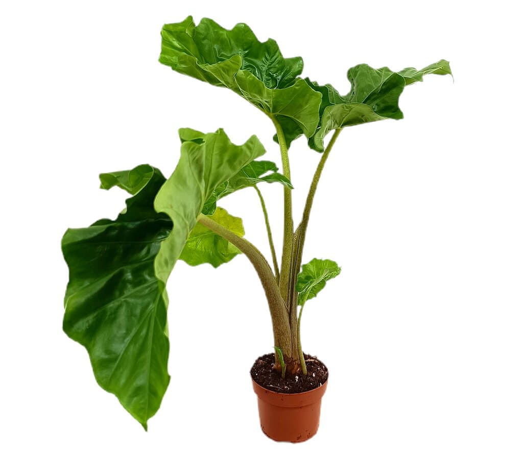 Alocasia Low Rider M12 50cm_1