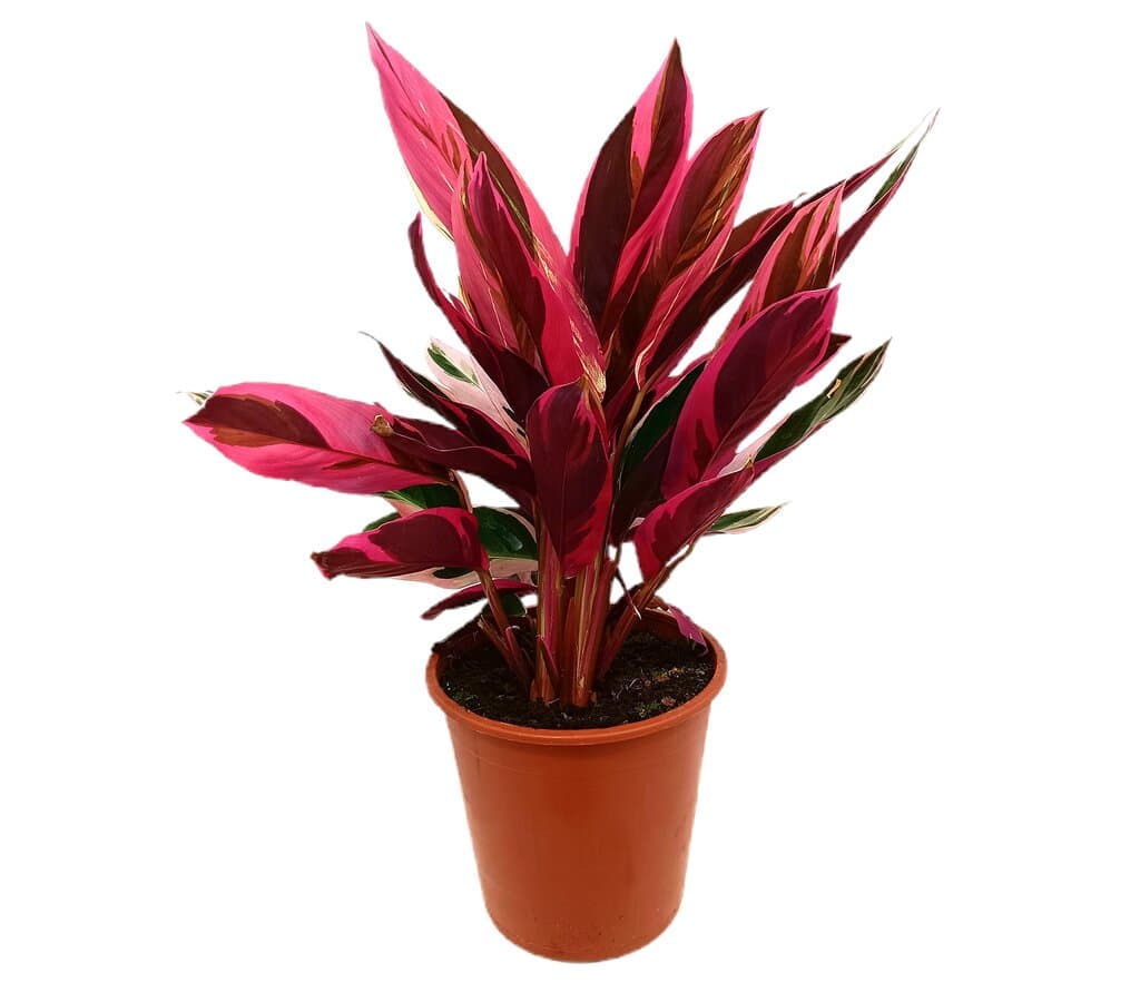 Stromanthe Sanguinea M19 30cm (calathea Triostar)_1
