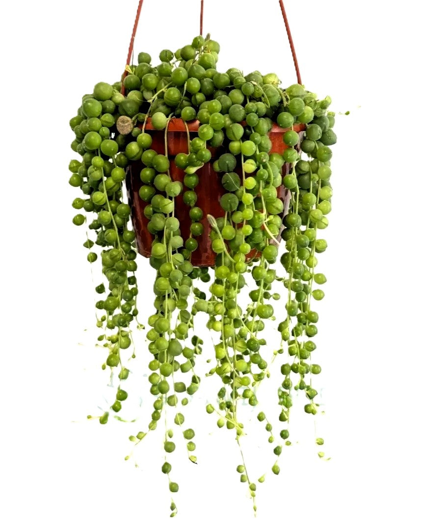 Senecio Rowleyanus Híbrido [m15] (collar De Perlas Gigantes); Planta Suculenta Colgante; Curiosarium; Maceta 15 Cm_0