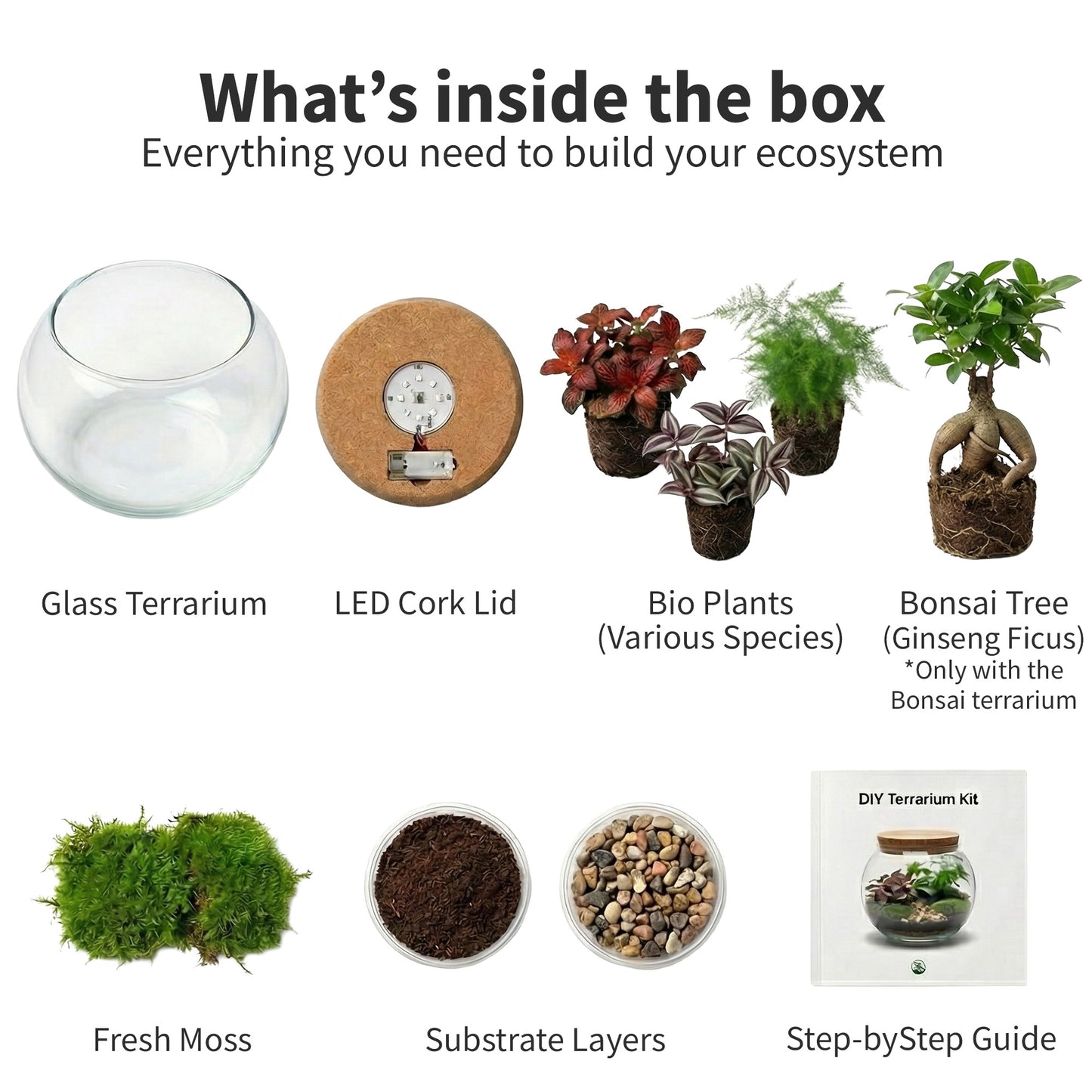 Mini Terrario De Plantas Ø11 Cm - Ecosistema Cerrado En Cristal_4