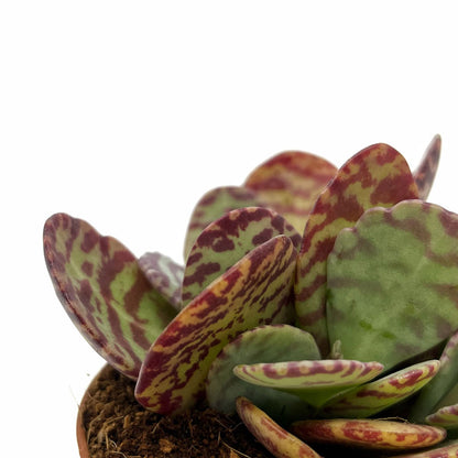 Kalanchoe Humilis Cactus Y Suculentas M8,5 cm Ø_2