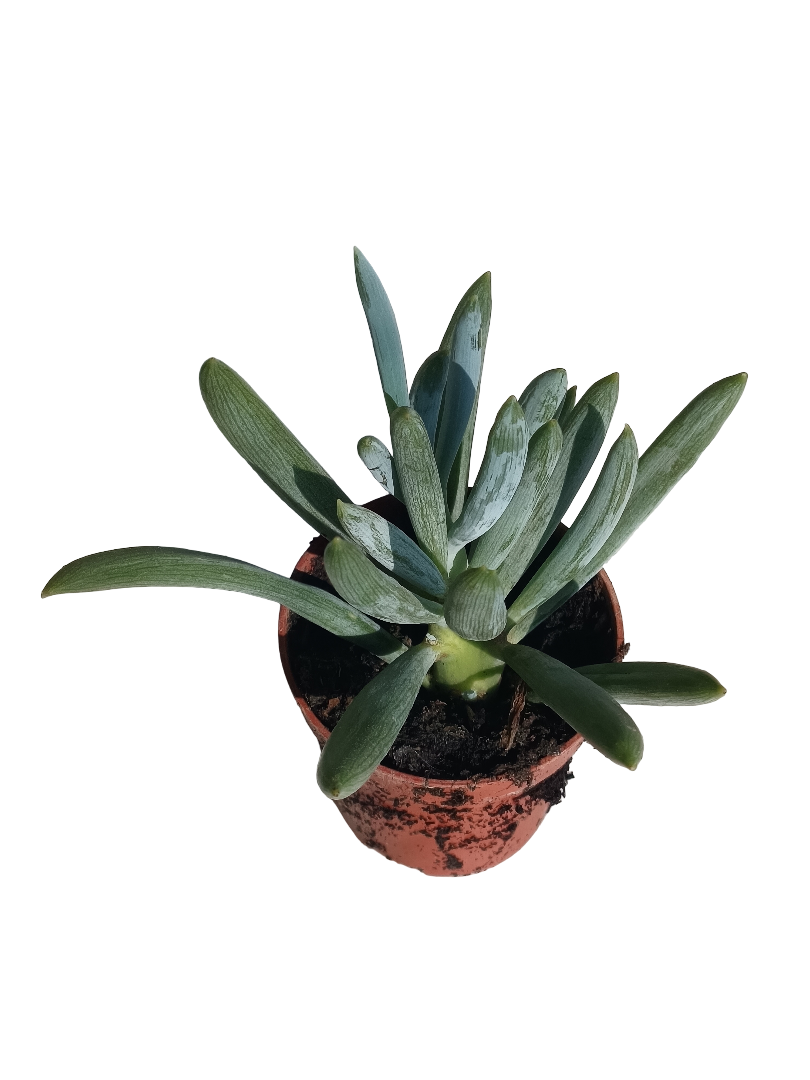 Senecio Ficoides Azul Aguamarina Planta Suculenta Ø 5 Cms_0