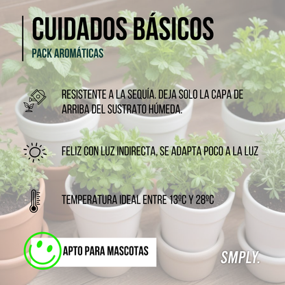 SMPLY | Pack 15 Plantas Aromáticas Naturales - Maceta M11_2