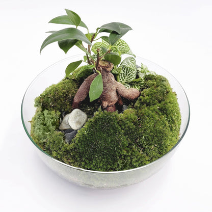 Terrário Ficus Retusa da Floresta do Bornéu Ø20 x 20cm