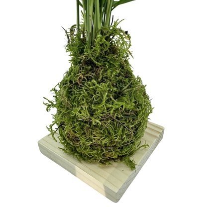 Planta Chamaedorea Kokedama Natural_4