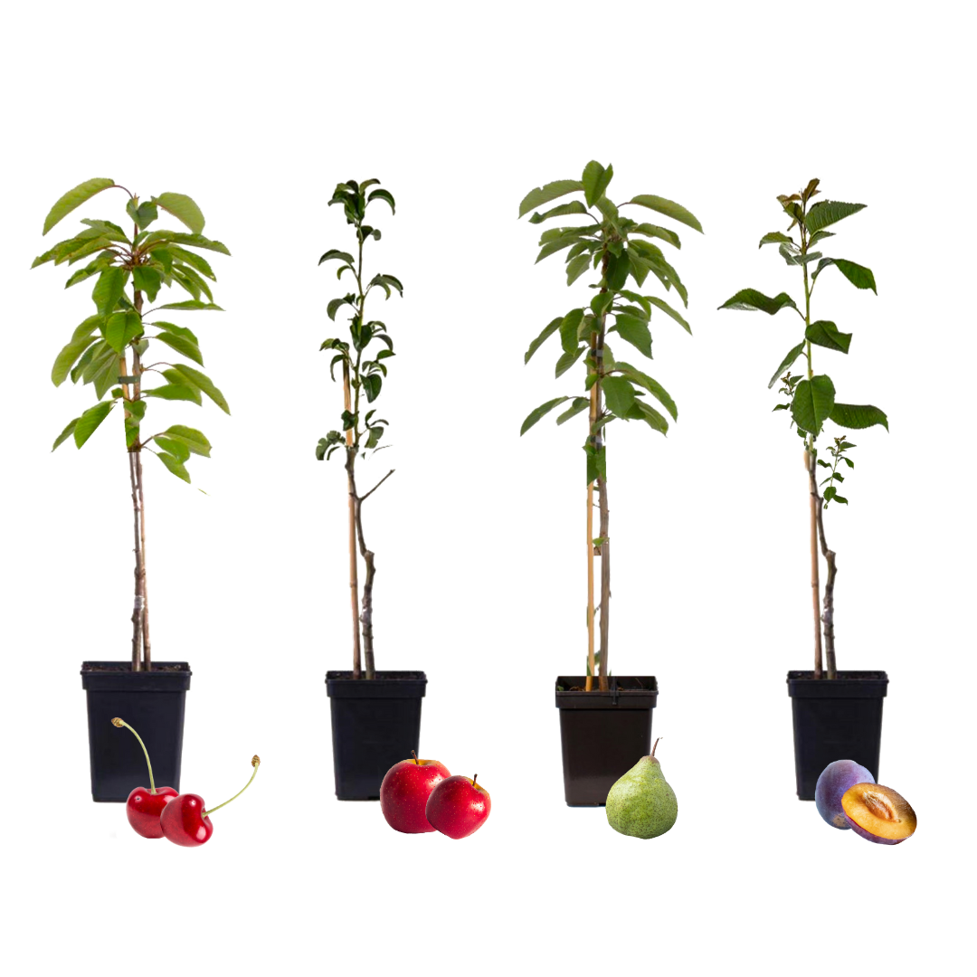 Mezcla De Árboles Frutales - 4 Pzs - Malus Pryus Prunus - A60-70cm - ⌀9cm_0