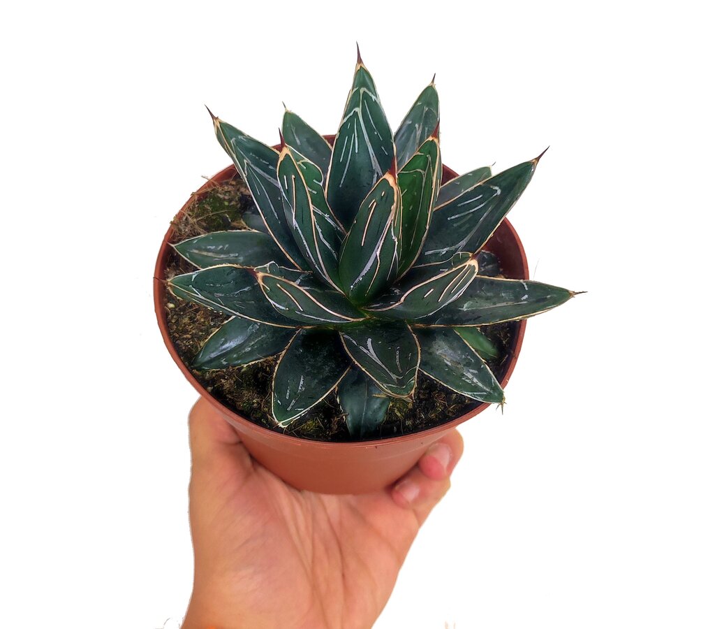 Agave Reginae Victoria M13_0