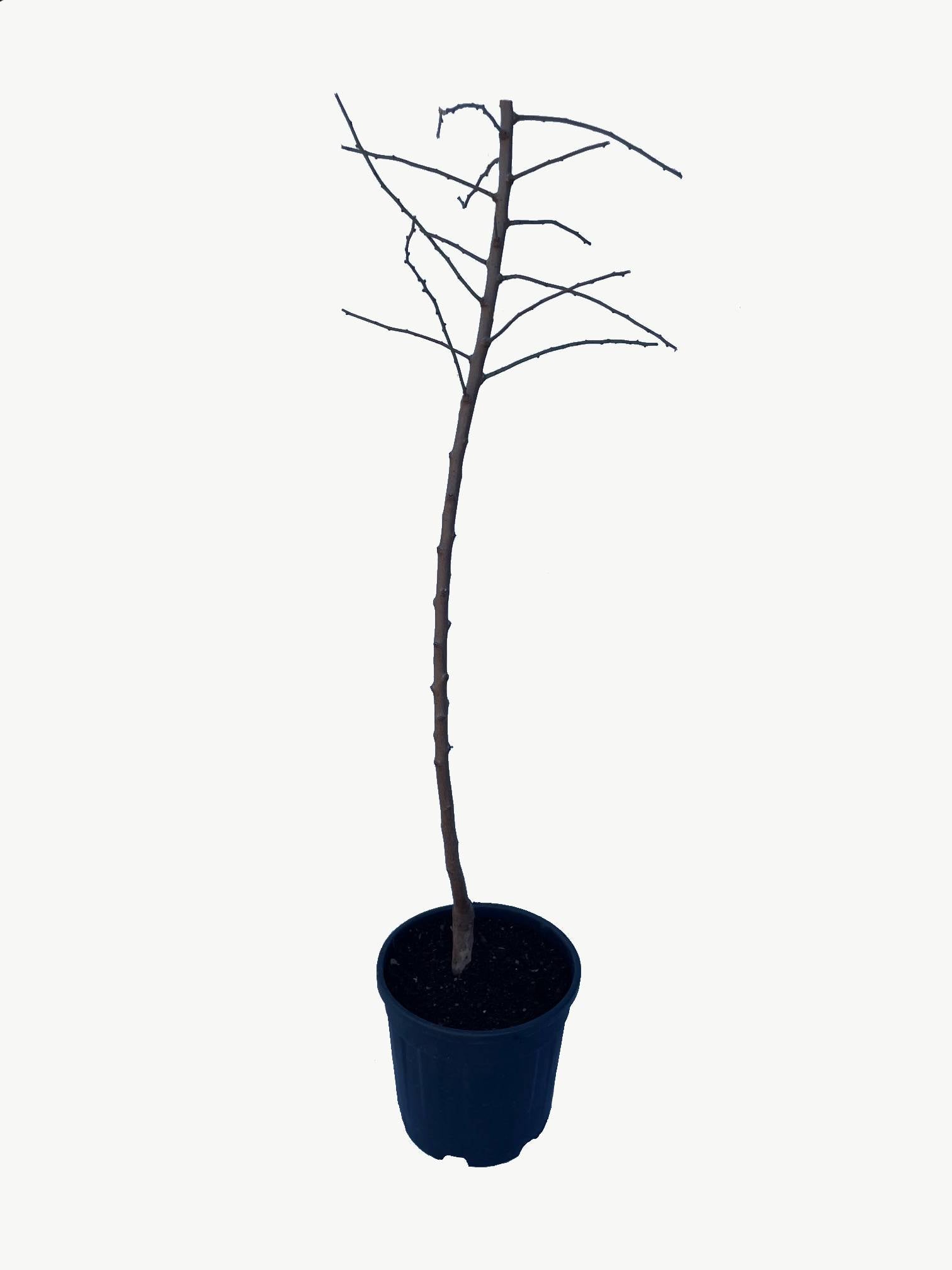 Frutal Almendro - Planta Natural - Maceta 26cm - Altura Aprox. 120/150_1