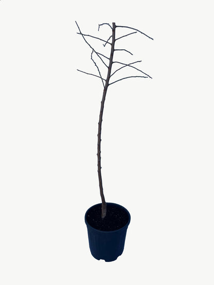 Frutal Almendro - Planta Natural - Maceta 26cm - Altura Aprox. 120/150_1