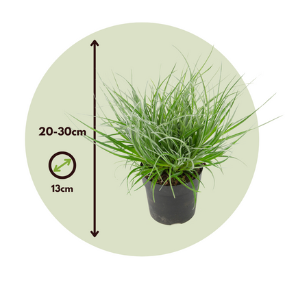 Bromelia Azul - 2 Pzs - Fascicularia - Altura 20-30cm - ⌀13cm_2