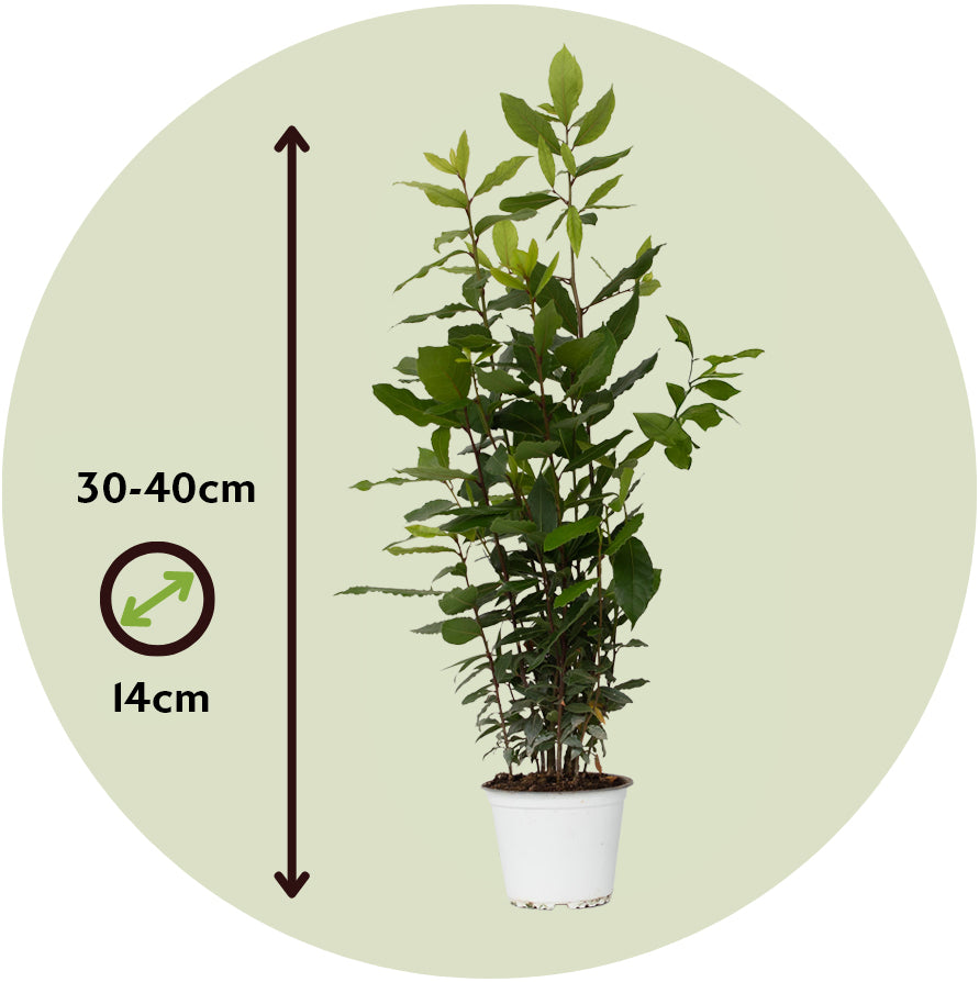 Laurel - Laurus Nobilis - Altura 30-40cm - ⌀14cm_2
