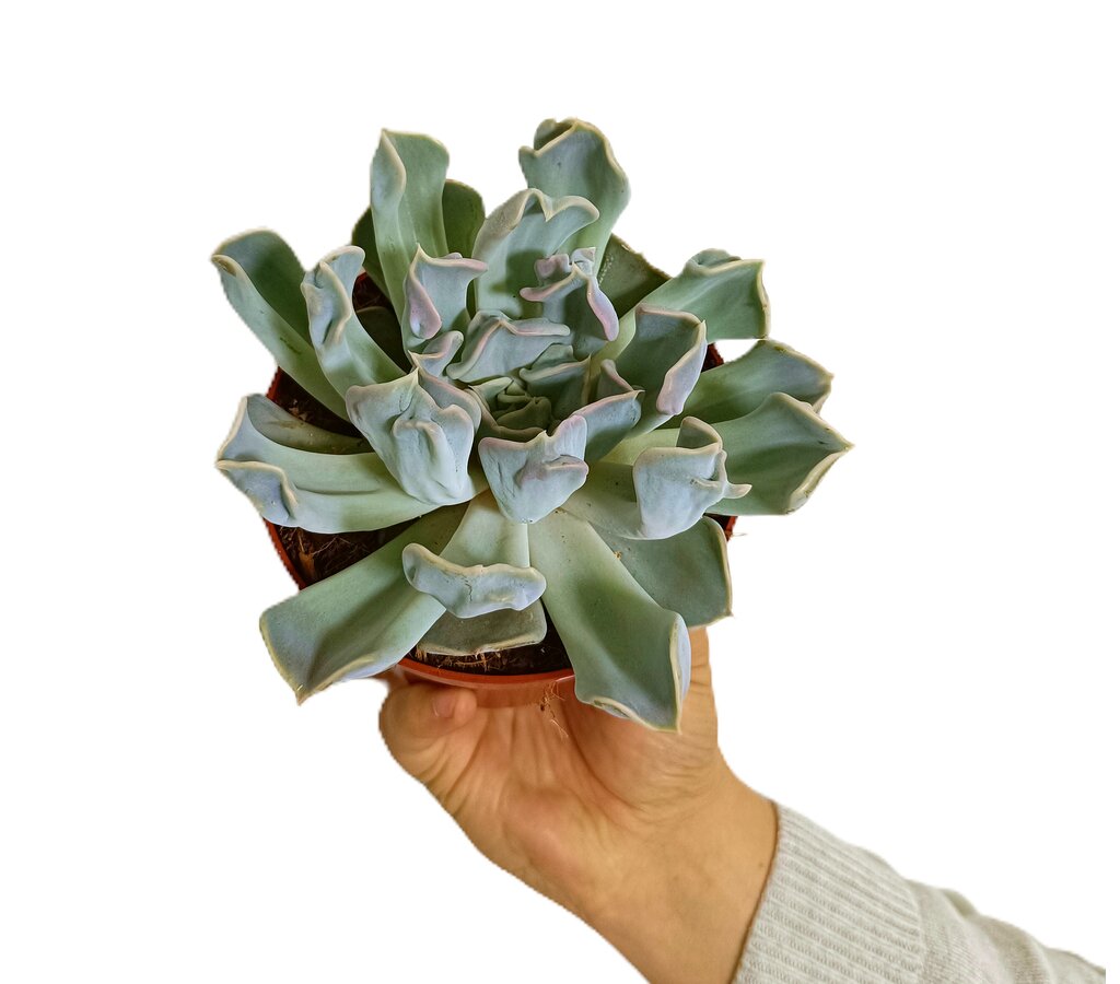 Echeveria Thriller Pearl M12_0