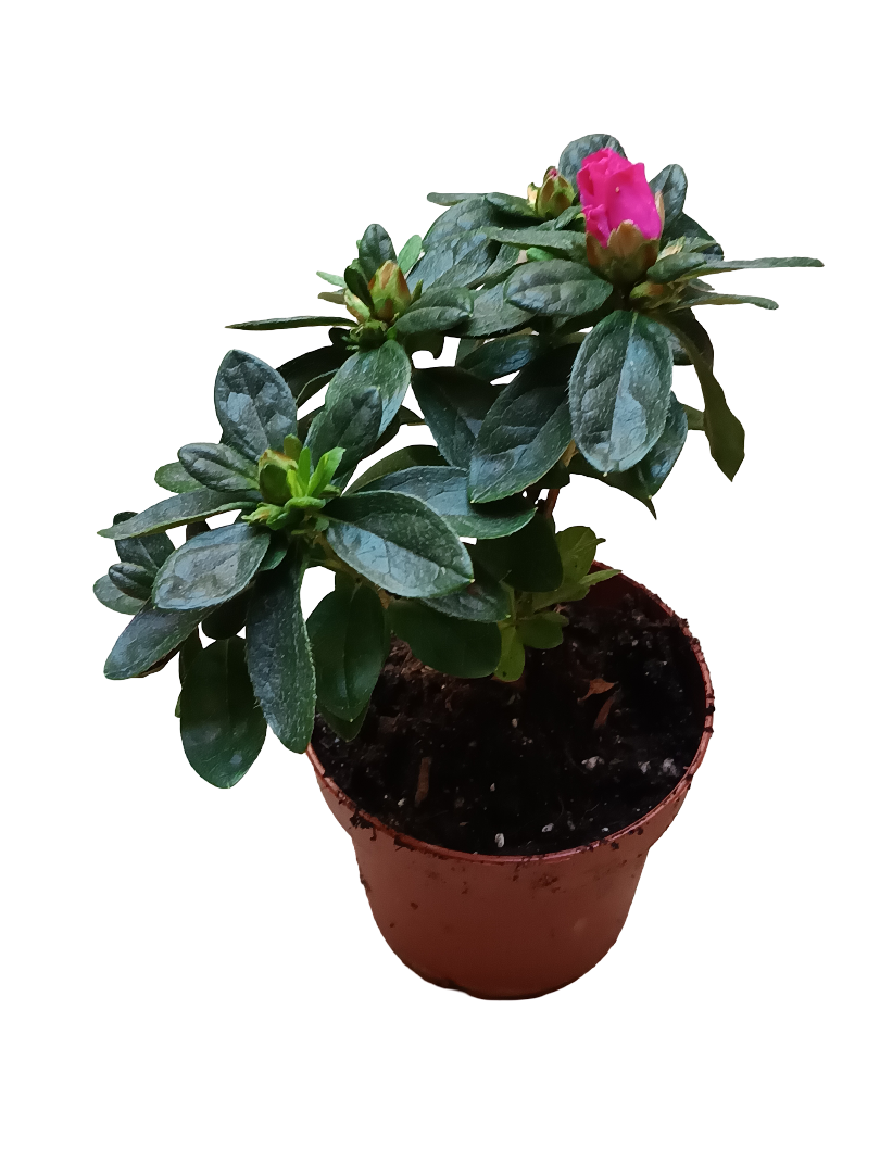 Planta Azalea De Flor Fucsia Ideal Para Jardines Y Para Bonsai_0