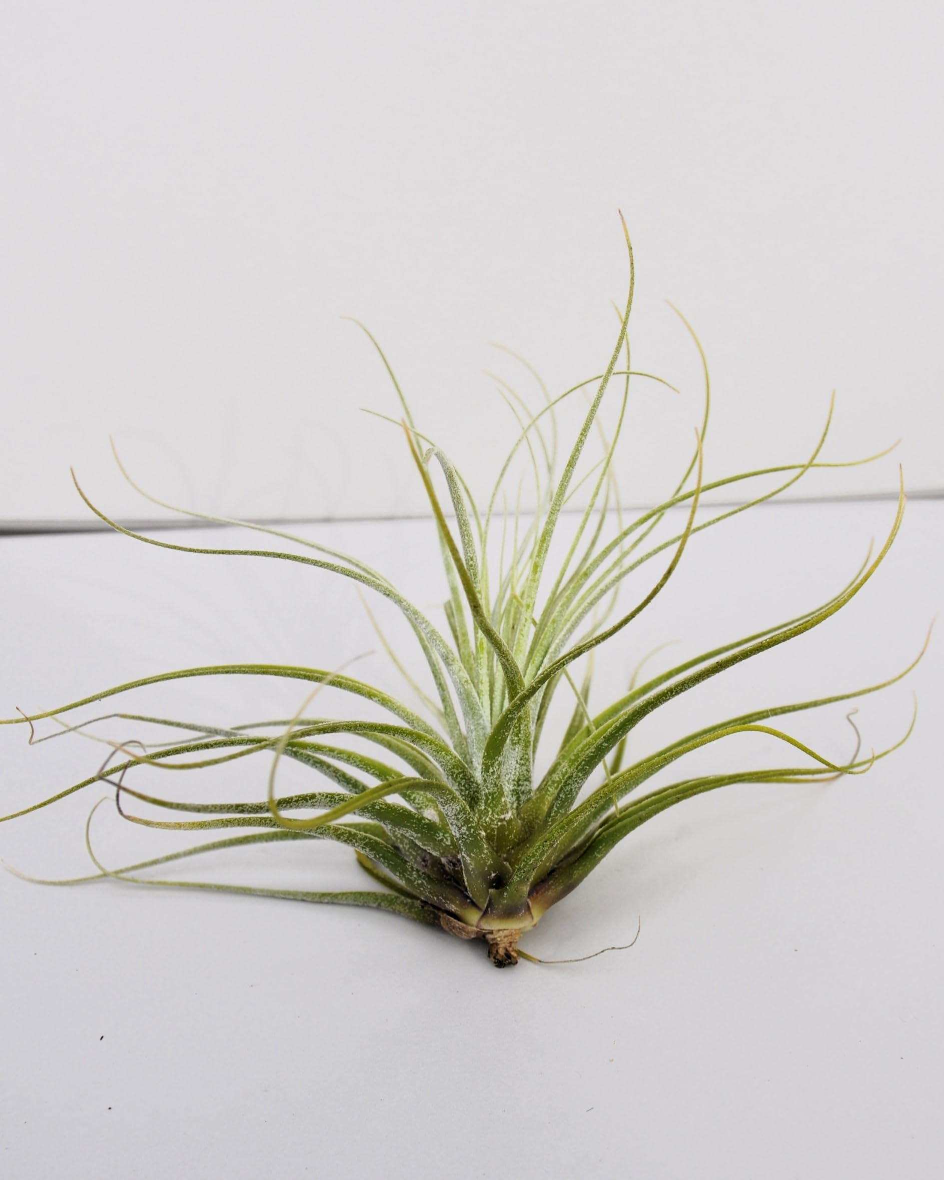 Tillandsia velickiana (= T. feldhoffii); planta del aire verde grisácea; Curiosarium; altura 12-15 cm, diámetro 15-20 cm_1