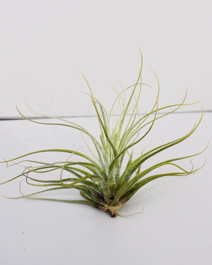 Tillandsia velickiana (= T. feldhoffii); planta del aire verde grisácea; Curiosarium; altura 12-15 cm, diámetro 15-20 cm_1