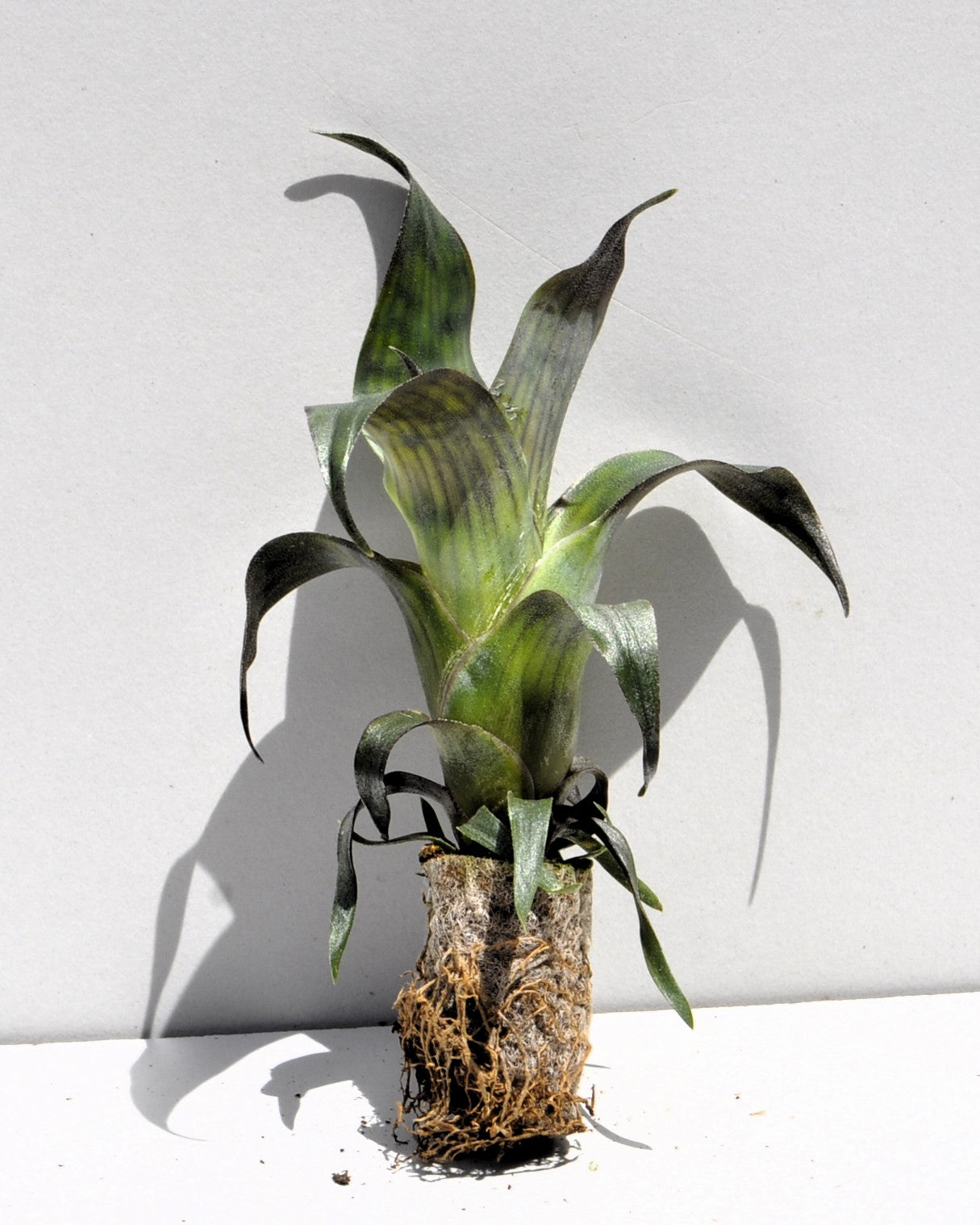 Lote Iniciación Minibromelias (3 ej.); bromelias, plantas tropicales; Curiosarium; Decoración, Coleccionismo, Terrarios_1