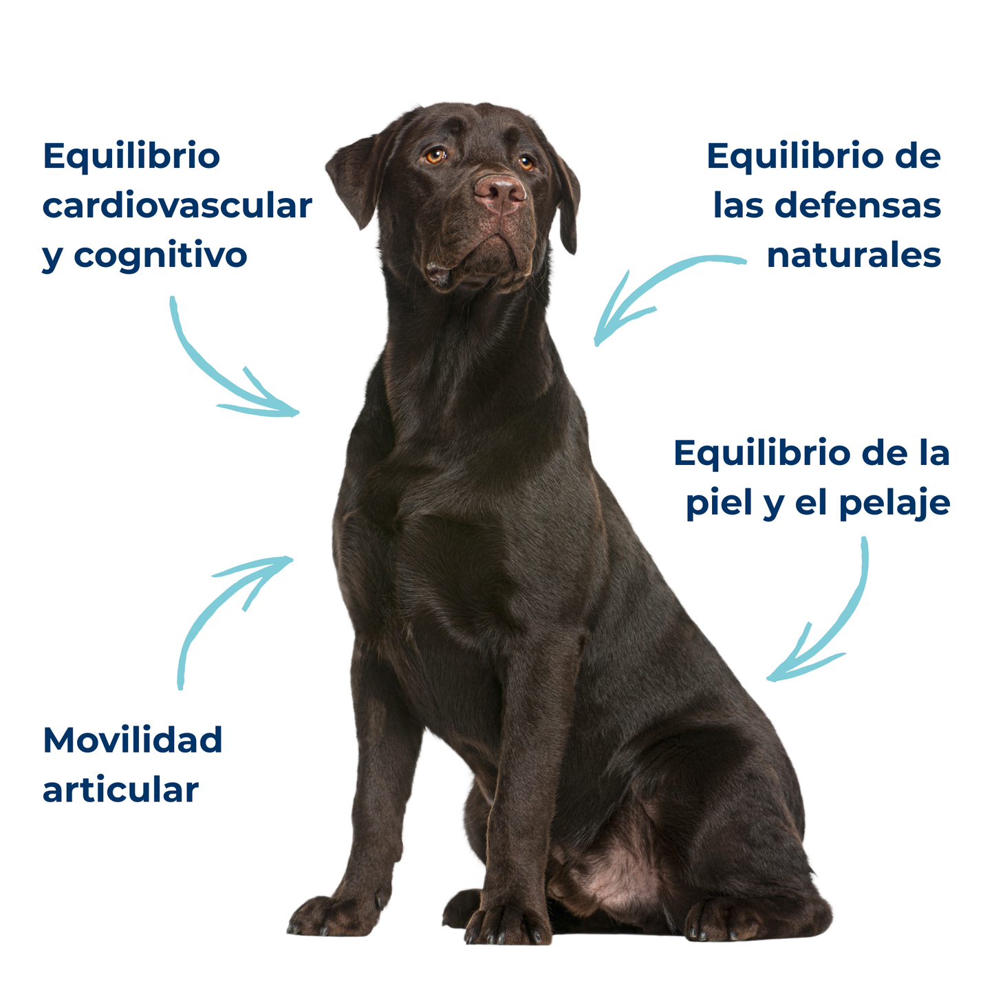 Aceite Omega 3 para perros y gatos – EPA DHA – Sardina y anchoa – 200 ml_3