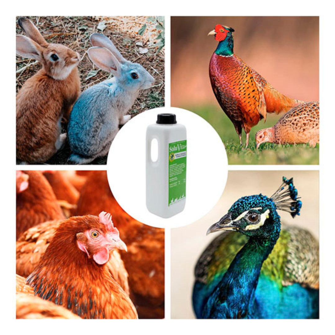 SoluVita 1L - Vitaminas para Gallinas, Conejos, Anátidas y Otras Aves - Apoyo nutricional en épocas de alta demanda_1