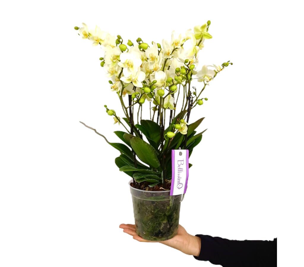 Orquídea Phalaenopsis Bellissimo Bella M15_0