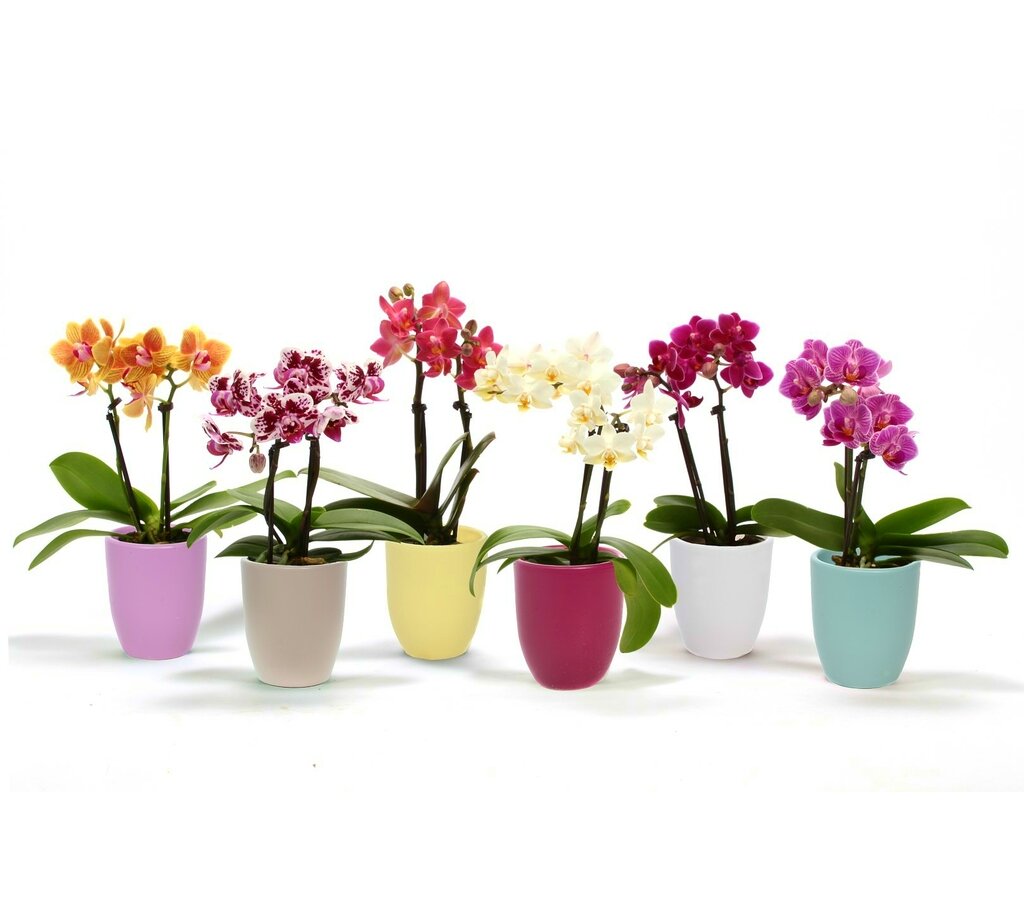Phalaenopsis Ceramica 2t M6_0