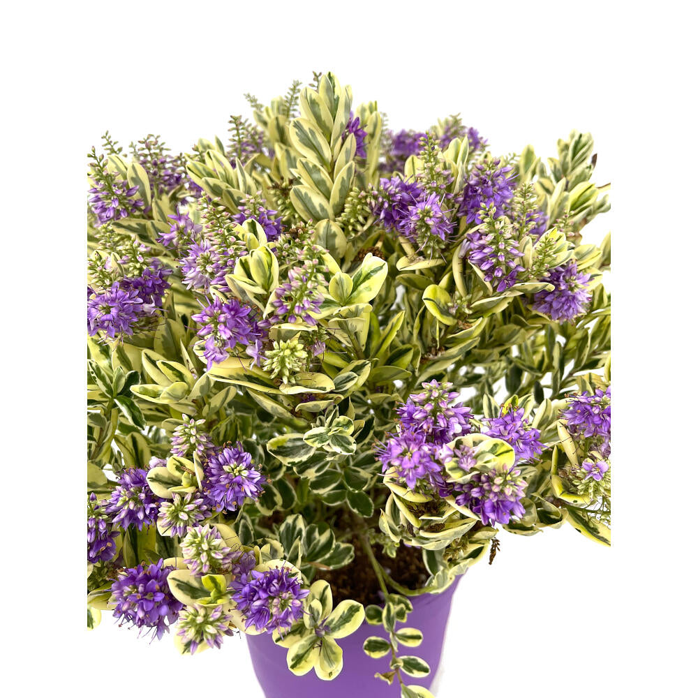Hebe Variegata M22 30cm_1