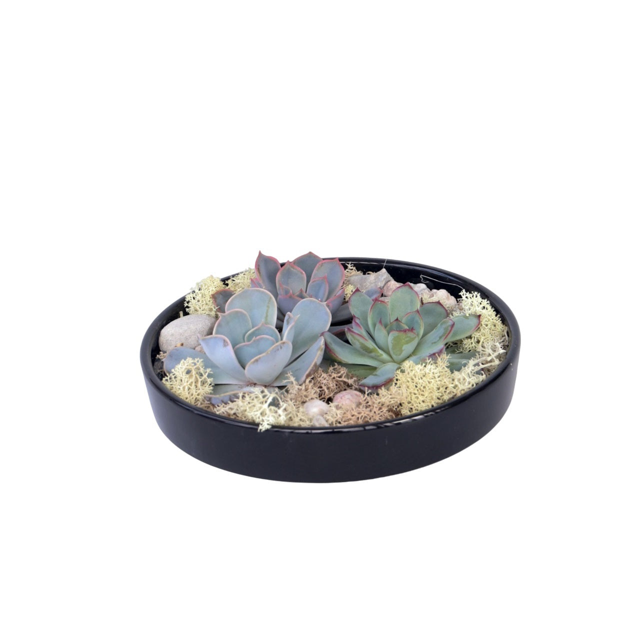 Mezcla De Jardín De Echeveria Negra - Echeveria Lilacina - Altura 8cm_0