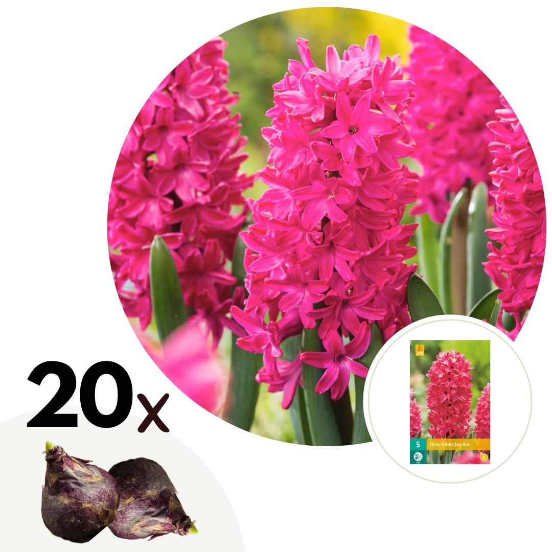 Jacinto - 20 Pzs - Hyacinthus 'jan Bos' - Bulbos De Flores - Rojo_0