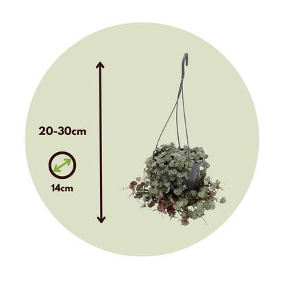 Rosario De Corazones - Ceropegia Linearis Woodii - Altura 20-30cm - ⌀14cm_2