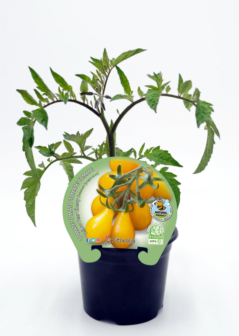Plantón Tomate Cherry Pera Amarillo Natural En Maceta 10,5 Cm. - Fitoralia_0