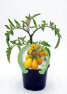 Plantão De Tomate Cherry Pera Amarelo Natural Em Vaso 10,5 Cm. - Fitoralia