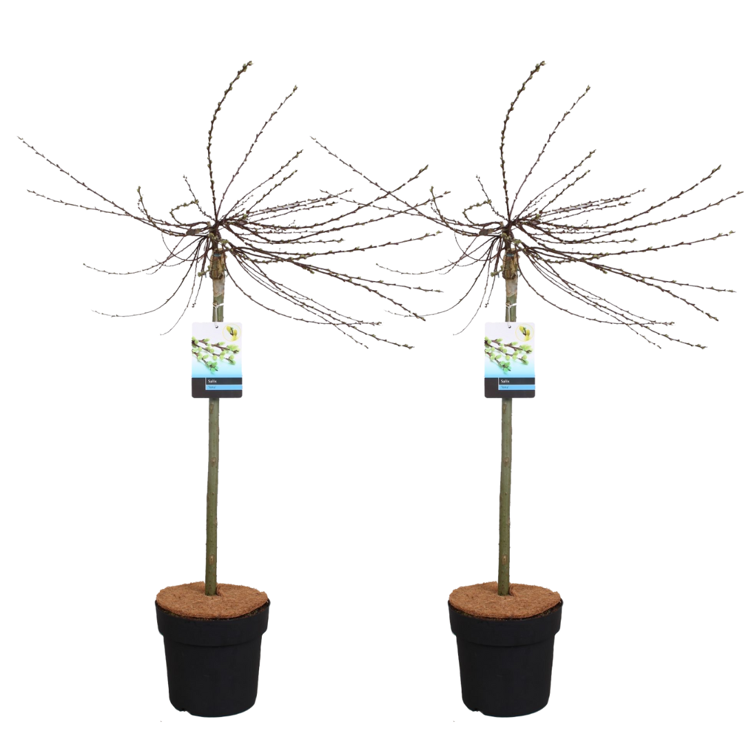 Sauce Arbustivo - 2 Pzs - Salix Repens 'iona' - Altura 80-90cm - ⌀19cm_0