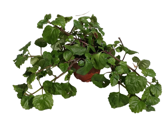 Planta Del Dinero Plectranthus Ø10 Para Interior_0