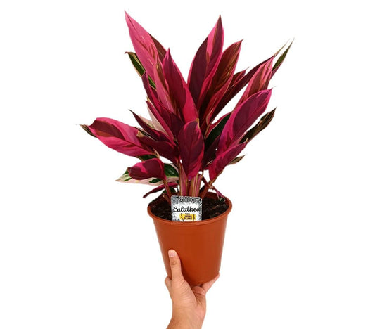 Stromanthe Sanguinea M19 30cm (calathea Triostar)_0
