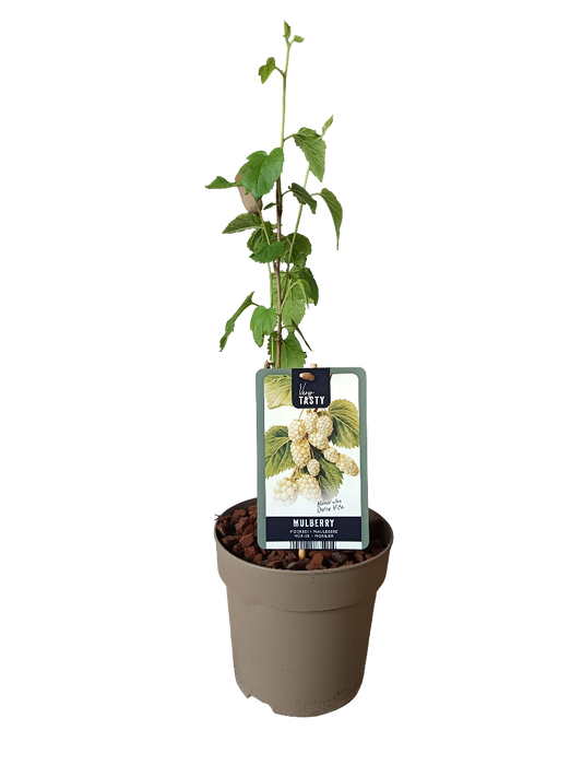 Planta Mora Blanca Arbol Frutal Muy Dulce_0