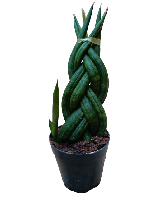 Sansevieria Twist Mini Ø6 Planta De Interior Muy Resistente_0