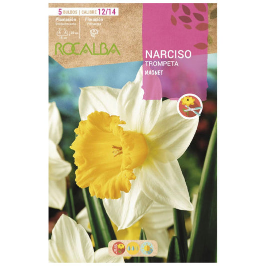 Bulbo de trombeta de narciso magnético branco amarelo 5 peças Rocalba