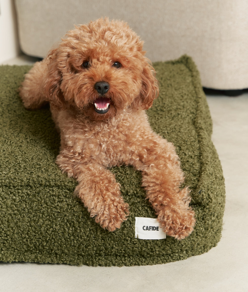 Cafide Cama De Material Reciclado Para Perro Con Tejido Estilo Borreguito Verde. Modelo Cuadra._2