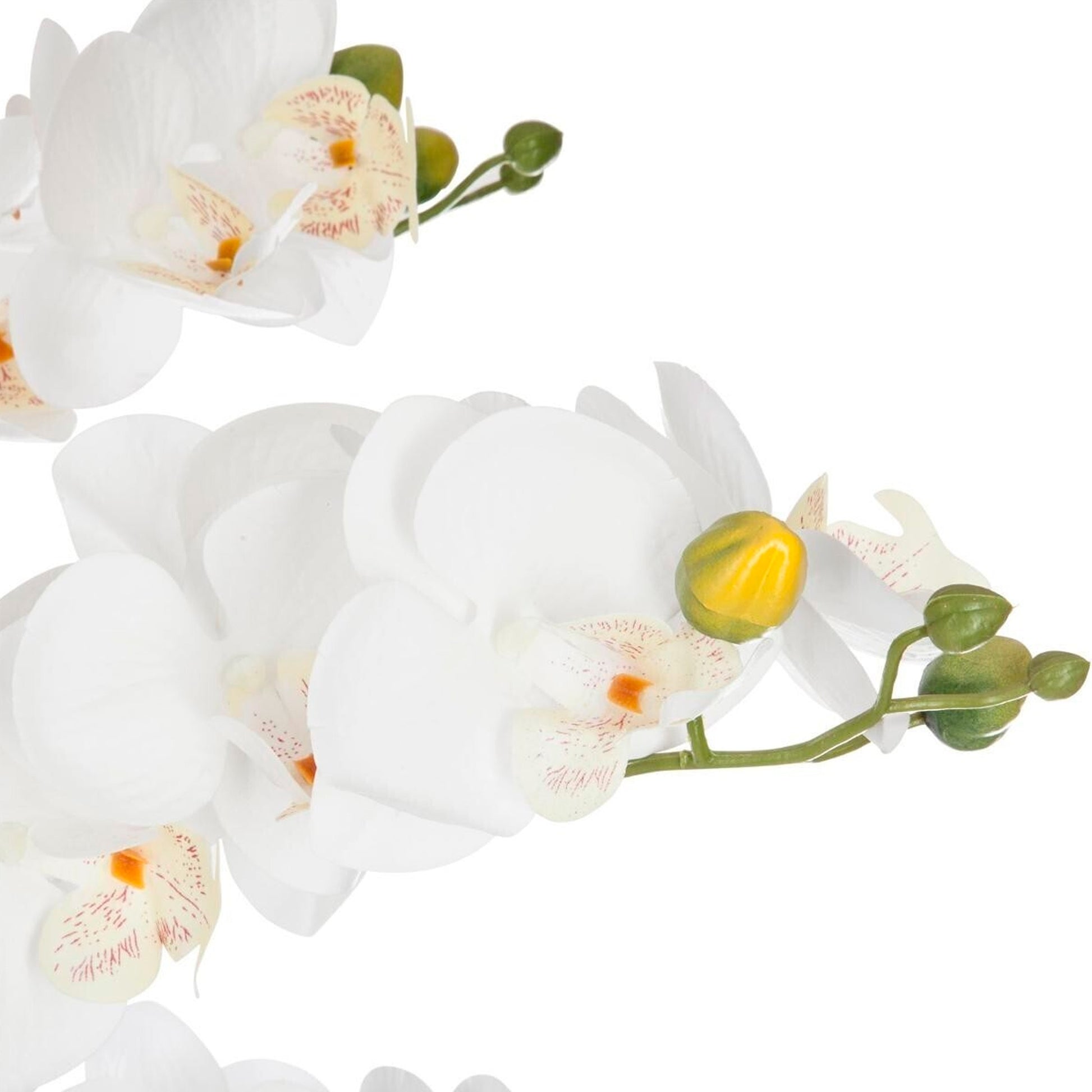 Orquídea Olla Cerámica Blanca H65_1
